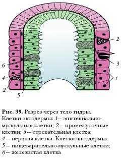 Шоп mega ссылка